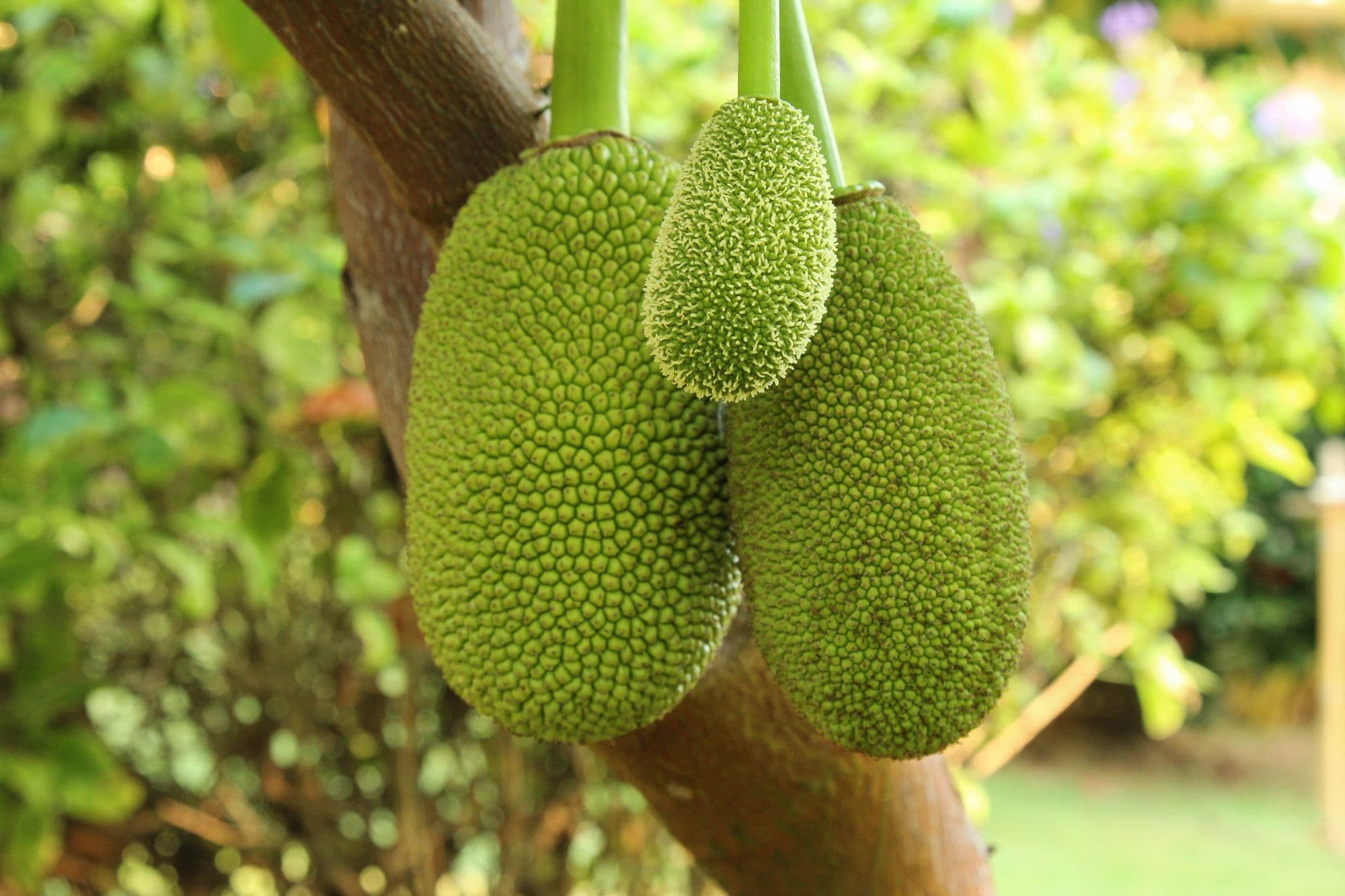 Jackfruit Seed Closeup
