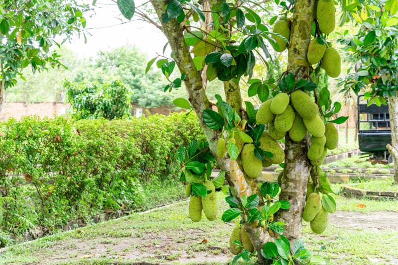 Green Jackfruit Raw